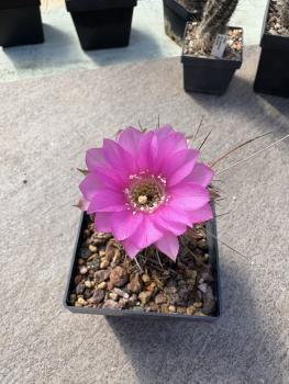 Lobivia spec. violett